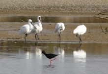 Ashley River Mouth/Waikuku景点图片