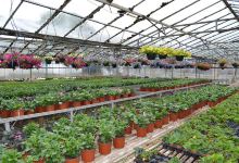 Greenheart Plants购物图片
