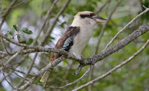 Kincumba Mountain Reserve