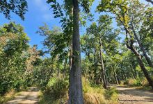 Bardiya National Park景点图片