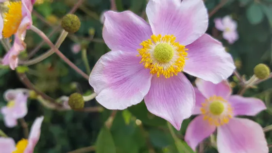 圖爾植物園