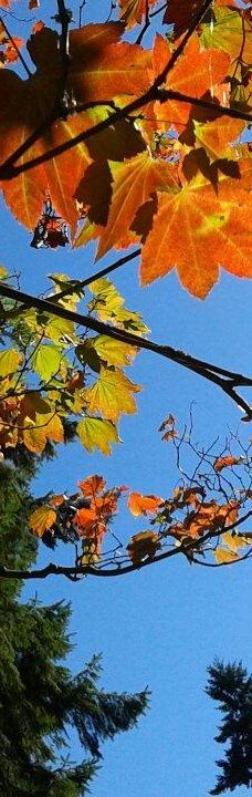 中央公园-本那比