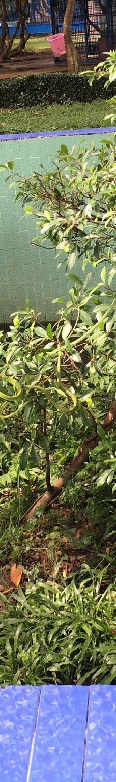 Dong Tam Snake Farm-周城县