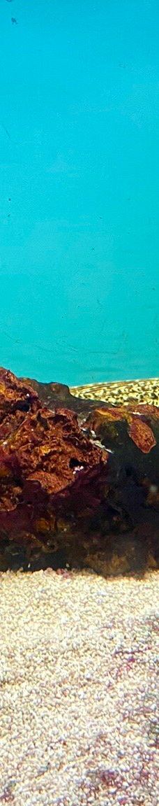 Deniz Dunyasi-安卡拉