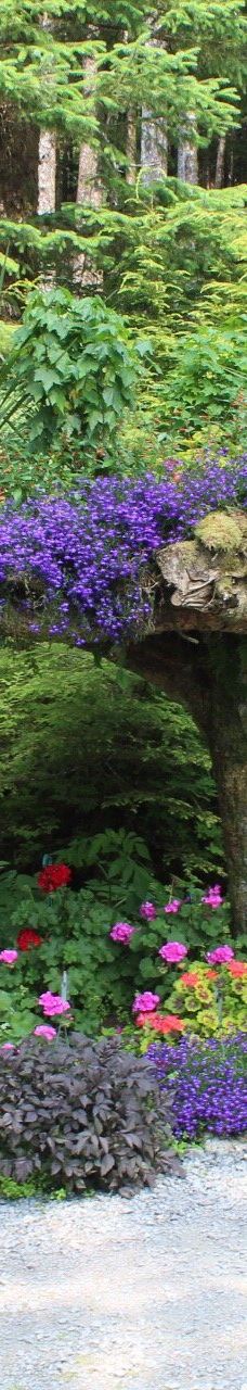 Glacier Gardens Rainforest Adventure-朱诺