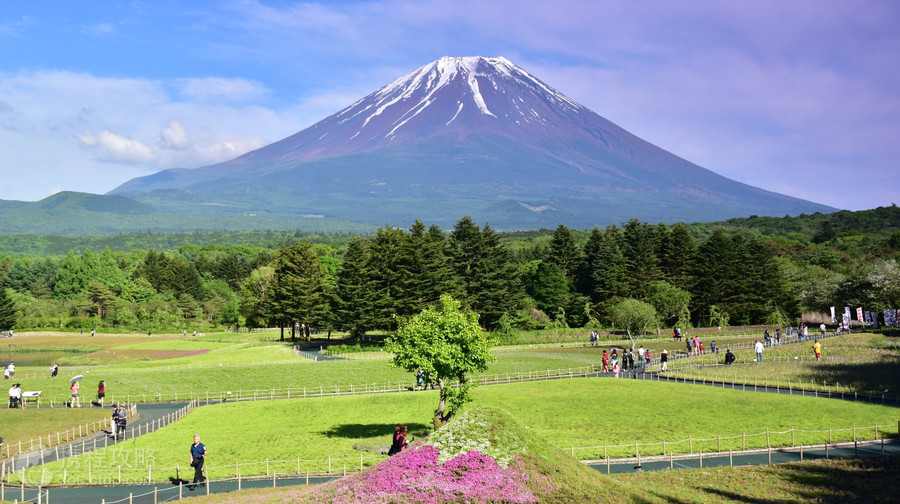 富士芝櫻祭