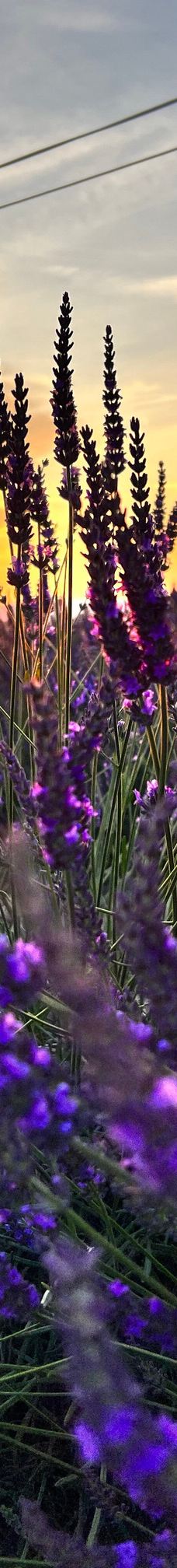 瓦朗索尔高原-瓦朗索勒