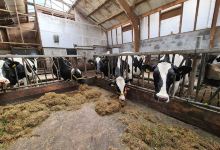 minicamping “De Klompen”景点图片