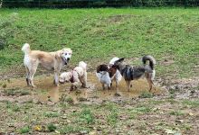 Hundewiese Poing景点图片