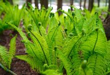 TN Nursery景点图片