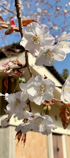 Fumon-ji Temple-丰桥市