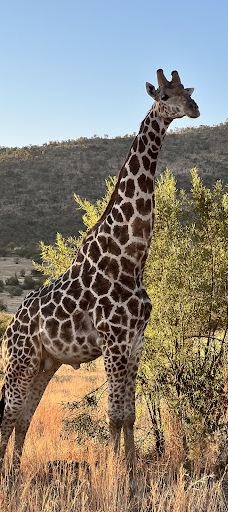 Bakubung Gate Pilanesberg National Park-Bojanala