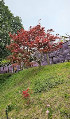 河内藤园-北九州