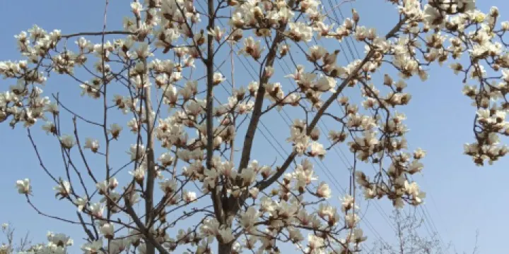 青年公園-玉蘭園