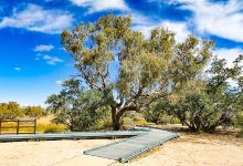 Burke and Wills Dig Tree景点图片
