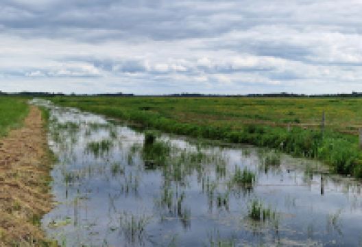 Vogelkijkhut De Alde Feanen景点图片