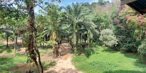 Wassana Elephant Camp