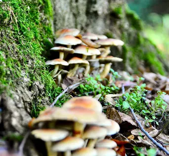 Steinerbos
