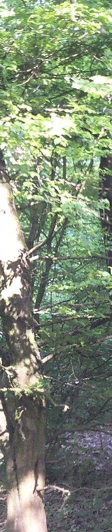 Parc des Gayeulles-雷恩