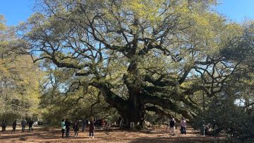 Angel Oak Tree
