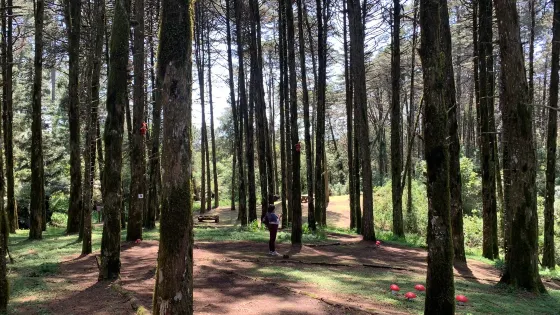 Parque das Sequoias