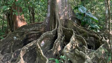 Corcovado National Park
