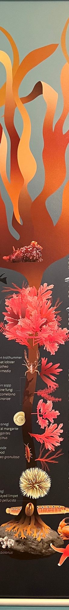 特罗姆瑟大学博物馆-特罗姆瑟