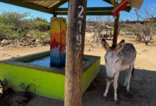 Donkey Sanctuary Aruba景点图片