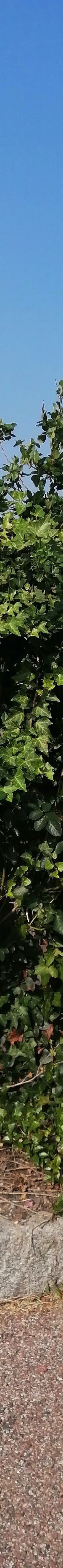 日本最大 鹿屋玫瑰园-鹿屋市