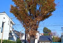 Nakasendo Fureai Hiroba景点图片