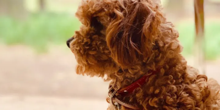 Mo-mo- Farm Takehara Bokujo