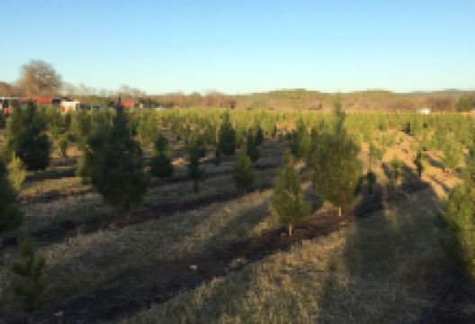 Pipe Creek Tree Farm & Pumpkin Patch景点图片