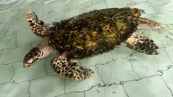 The Turtle Project