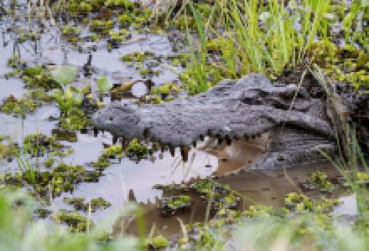 Crocodile Lake景点图片