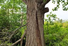 Monumental Tree景点图片