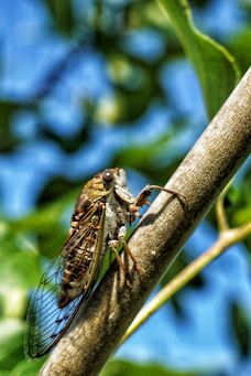 Glendale Park-尤宁