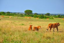 Queen Elizabeth national Park Uganda景点图片