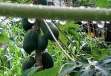 Fruit & Vegetables Garden景点图片