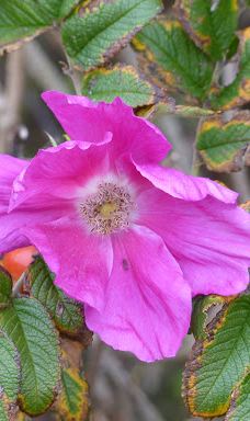 Aussichtspunkt „Dünenbalkon“ der Naturschutzgemeinschaft (NSG) Sylt bei List-里斯特