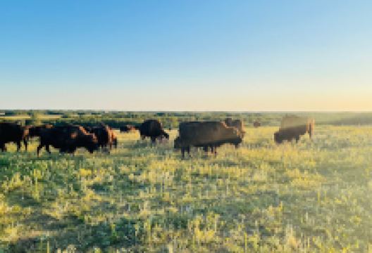 Zayn walking Trail景点图片