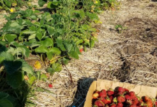 Prellwitz Produce购物图片