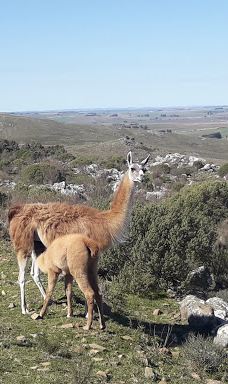 Cerro Venado-坦迪尔