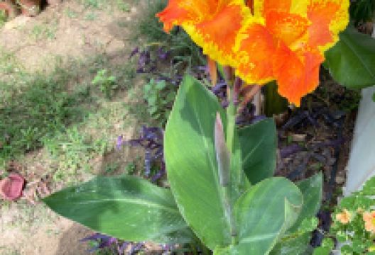 Bahrain plants购物图片