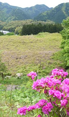 河内藤园-北九州