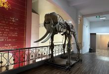 Nghe An Museum景点图片
