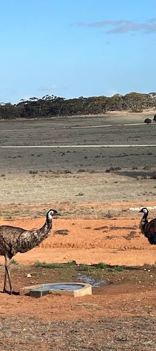 Giraffe Lookout-默里布里奇