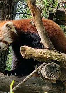 Biotropica, animal gardens-瓦德勒伊