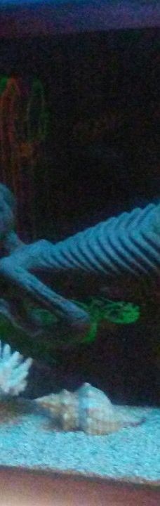 Ripley's Believe It or Not! World of Adventure-纽波特