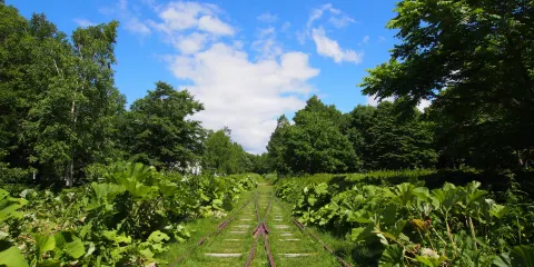 舊國鉄士幌線第五音更川橋樑