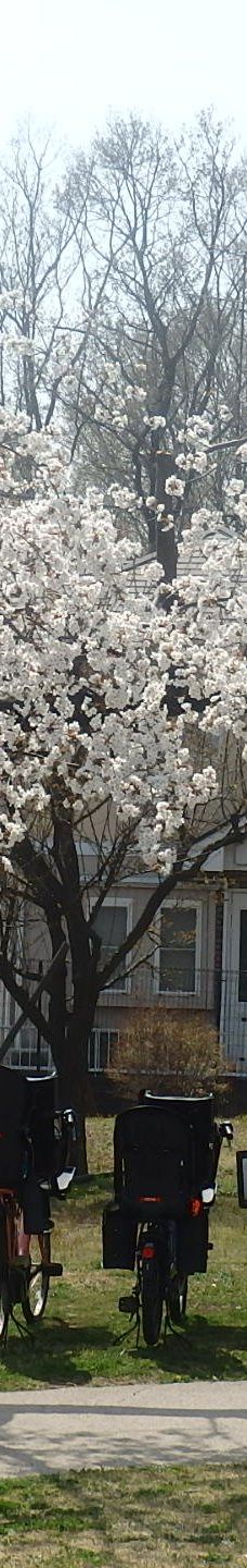 本町田遗迹公园-町田市